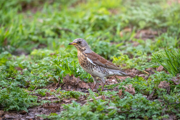 Wood bird Fieldfare, Turdus pilaris, on a sprng lawn.