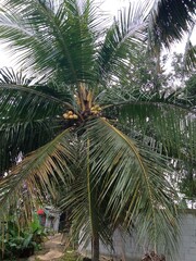 Coconut tree in the backyard garden oh house