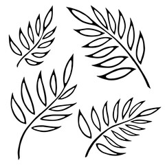 Vector fern silhouette collection. Black isolated prints of fern leaves on the white background.