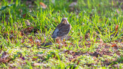 A fieldfare chick, Turdus pilaris, has left the nest and sitting on the spring lawn. A fieldfare...