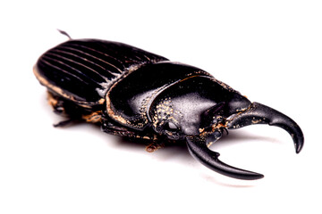 stag beetle on white background