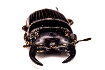 stag beetle on white background