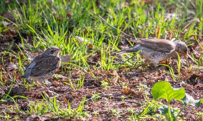 Thrush fieldfare, Turdus pylaris, feeds the chick with earthworms on the ground. An adult chick left the nest but his parents continue to take care of him.
