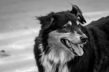 black and white dog
