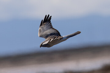 Extremely close view of a male  hen harrier (Northern harrier)  flying in beautiful light, seen in the wild in North California
