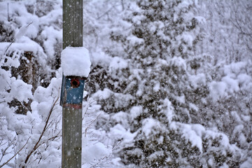 Birdhouse in the snow