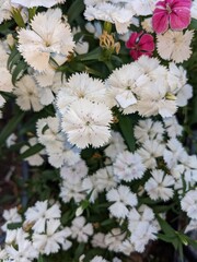 Springtime flower blossoms in the heart of downtown Orlando, Florida USA