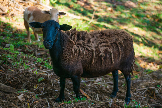 carnero pastando con piel de lana