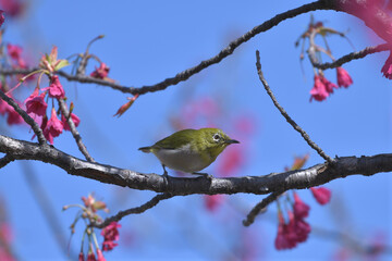 Pink flowers and small green birds with white eyes