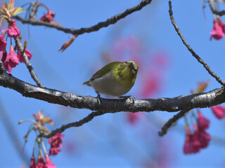 Pink flowers and small green birds with white eyes