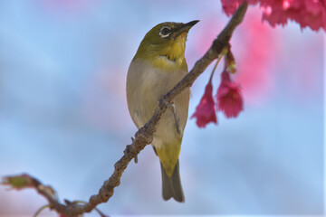 Pink flowers and small green birds with white eyes