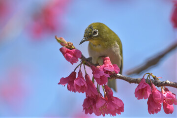 Pink flowers and small green birds with white eyes