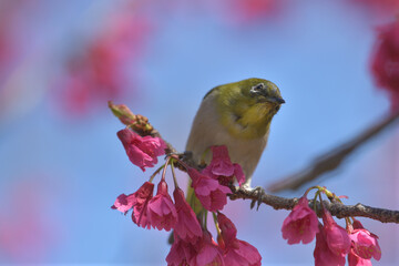 Pink flowers and small green birds with white eyes