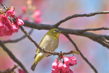Pink flowers and small green birds with white eyes