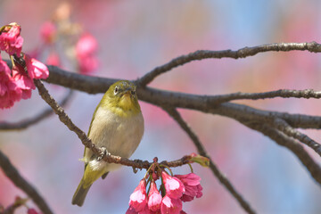 Pink flowers and small green birds with white eyes