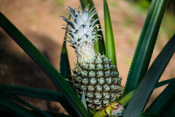 pi&ntilde;a verde en huerto casero