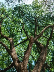 Fototapeta na wymiar old tree in the park