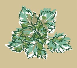 The bush of the Parsley plant. Leaves on top. Illustration sketch on an isolated background, vector.