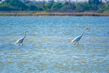 Two white herons stands in the lake