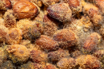 Mold on pine nuts. Macro of yellow and green spores and fungi growing on nuts.