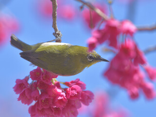 Pink flowers and small green birds with white eyes