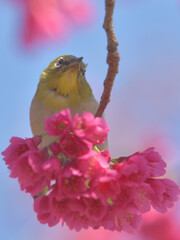 Pink flowers and small green birds with white eyes