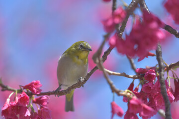 Pink flowers and small green birds with white eyes