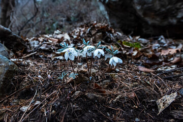 The beautiful and pretty Eranthis Byunsanensis,wind flower in the wild field.	

