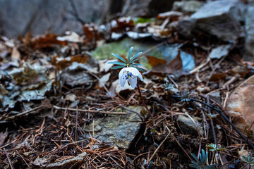 The beautiful and pretty Eranthis Byunsanensis,wind flower in the wild field.	
