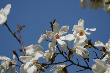magnolia flower