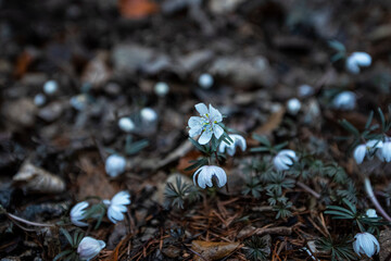 The beautiful and pretty Eranthis Byunsanensis,wind flower in the wild field.	
