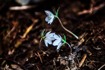 The beautiful and pretty Eranthis Byunsanensis,wind flower in the wild field.	
