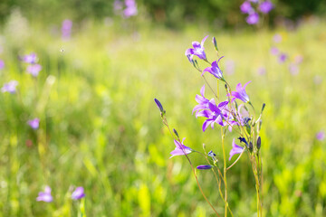 Floral background with bluebells flowers. Selective focus. Close-up - Image