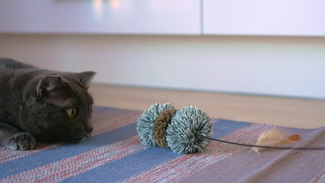 A Gray-brown Fur Toy Is Dangled In The Air. A Smoky Cat Hunts For A Toy Lying On A Lint-free Carpet. Close-up.