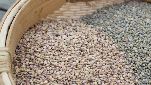 IF-barley rice/보리/麦米grano de cebada/orge mond&eacute;/Gerstenreis/riso d'orzo/大麦米