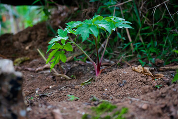 mata de yuca en huerto casero