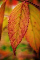 red maple leaf
