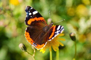 butterfly on a flower
