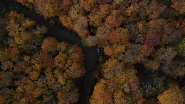 Aerial birds eye view straight down and slight rotation towards 3 parked cars on a country road surrounded by beautiful yellow and red trees during autumn foliage