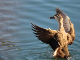 ダム湖で撮影したマガモ