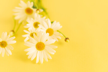 Margaret flower on yellow background