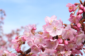 青空と河津桜 8