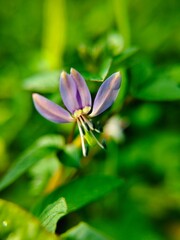 Little Purple Flower