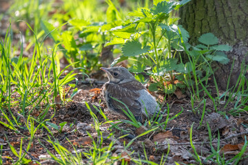 A fieldfare chick, Turdus pilaris, has left the nest and sitting on the spring lawn. A fieldfare chick sits on the ground and waits for food from its parents.