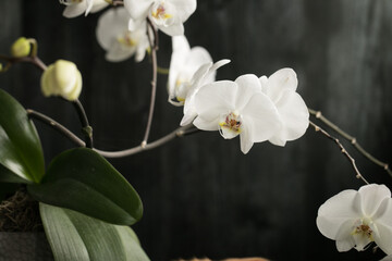 white orchid flower on gray background