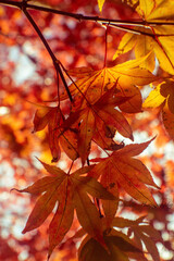 autumn maple leaves