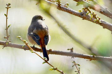 daurian redstart on the branch