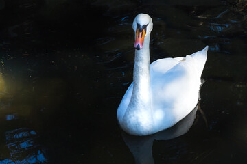 White swan in a dark water pond