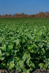 Fototapeta na wymiar Healthy ripe sugar beet field ready to harvest. Green field of beets. Agricultural landscape, agriculture