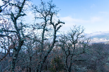 Fototapeta premium Mountain oak forest in green moss on the north side of the mountain in early spring